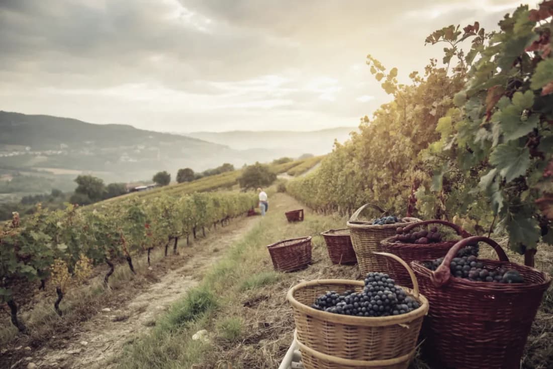Vignobles de Quinta do Crasto
