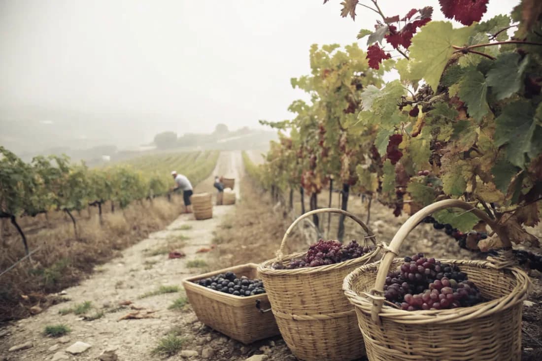 Vignobles de Quinta do Vale Meão