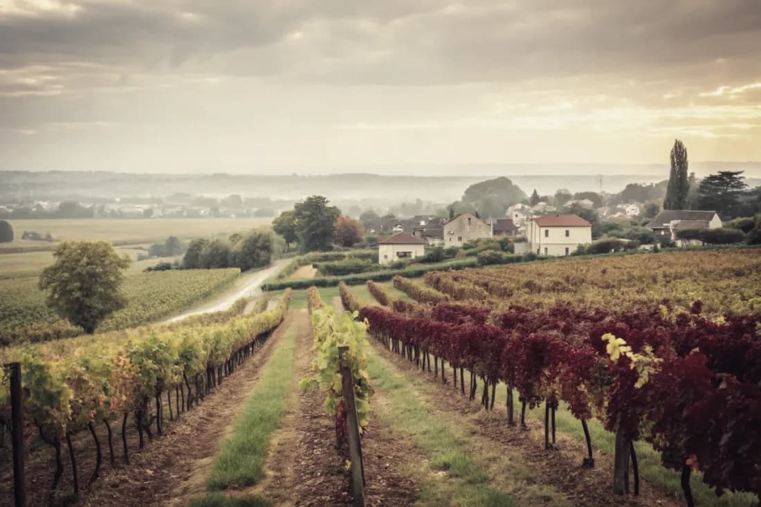 Vignobles de Screaming Eagle