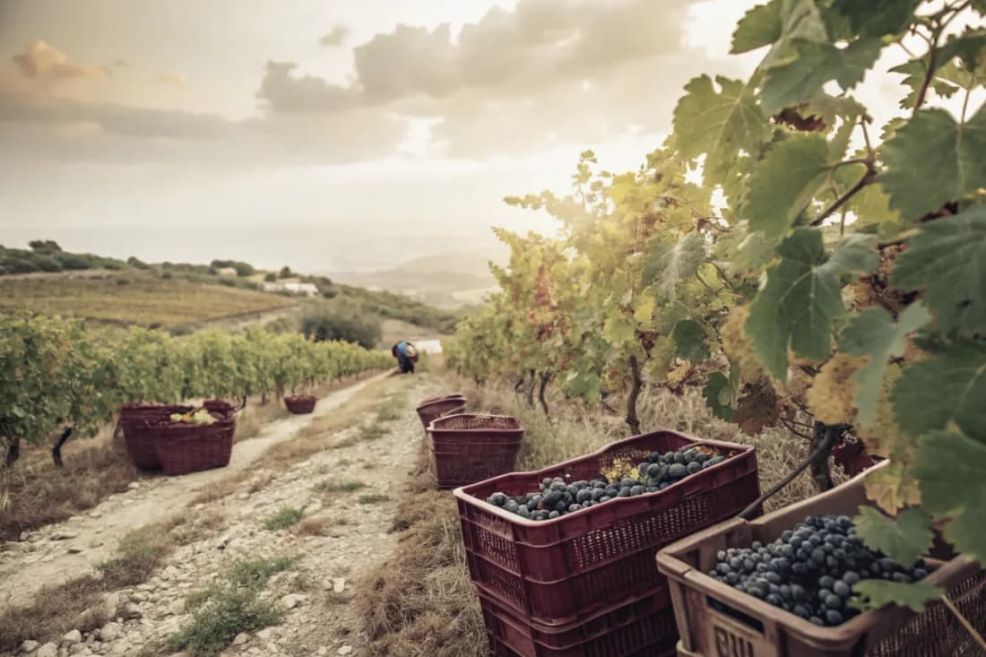 Vignobles de Tenute Dettori
