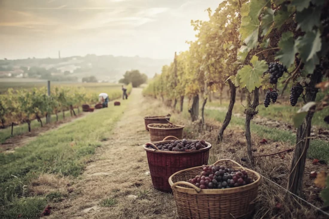 Vignobles de Tyrrell's