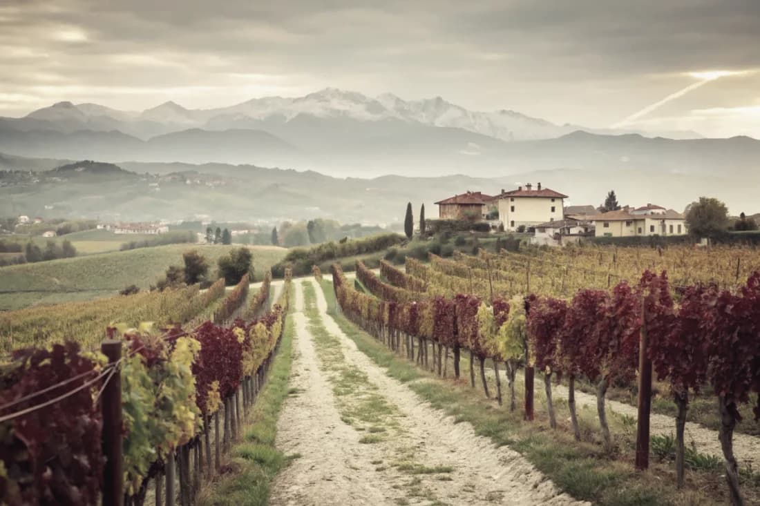 Vignobles de Valentini