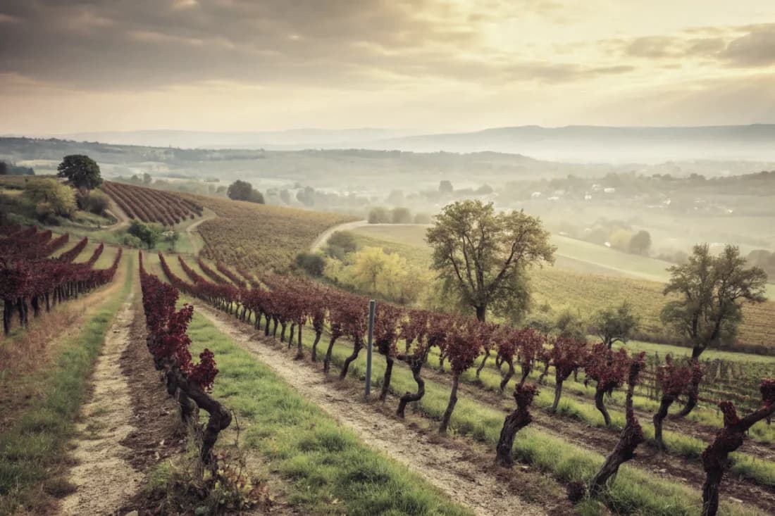 Vignobles de Weingut Keller