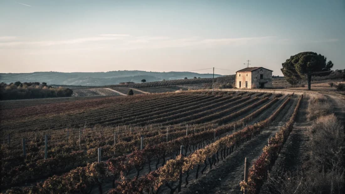 Vignobles de Némée